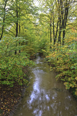 Fototapeta na wymiar Bach im Herbstwald