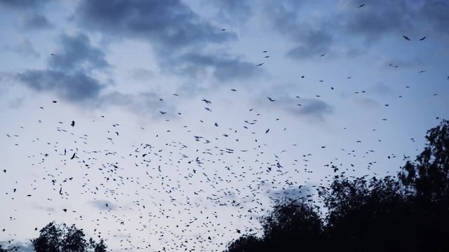 thousands of birds flying over the forest trees