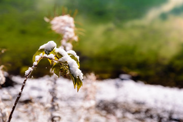 Wild plant covered with snow