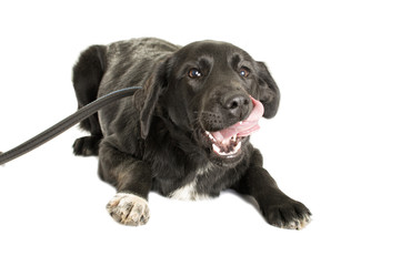 adult black dog on a white background