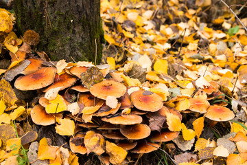 Mushroom in the grass in a good day