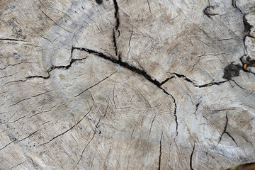 Tree stump with cracks, texture or background