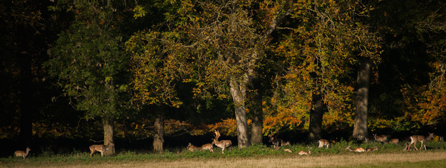 Fallow Deer