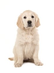 Cute blond golden retriever puppy sitting and facing the camera on a white background