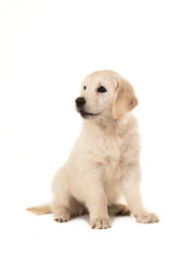 Cute blond golden retriever puppy sitting and looking to the left isolated on a white background