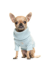 Cute chihuahua puppy sitting and facing the camera wearing a blue knitted sweater isolated on a white background
