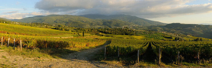 Vineyards, Chianti Region, Italy.