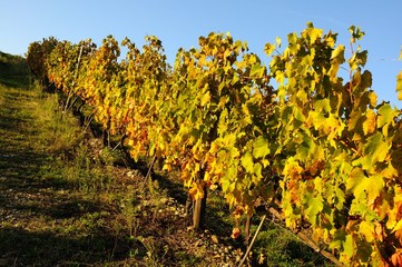 Vineyards in Tuscany, Italy.