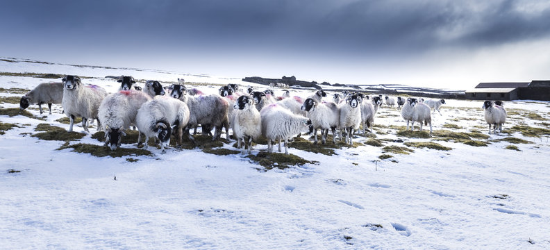 Yorkshire Dales sheep in winter snow