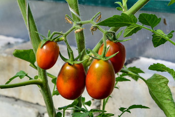bunch of ripe tomatoes on the bed close up