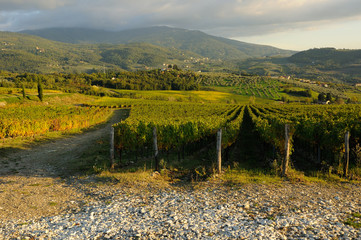 Vineyards in Tuscany, Italy.