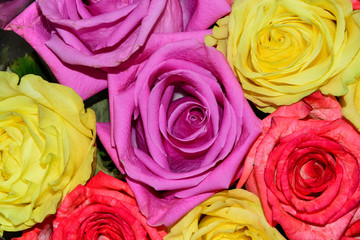 Background texture of red, yellow, pink roses close-up