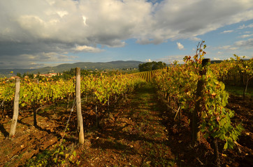 Fototapeta na wymiar Vineyards in Tuscany, Italy.