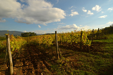 Fototapeta na wymiar Vineyards in Tuscany, Italy.