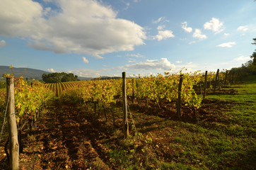 Obraz premium Vineyards in Tuscany, Italy.