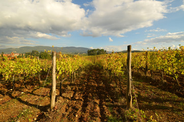 Vineyards in Tuscany, Italy.