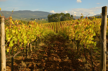 Vineyards in Tuscany, Italy.