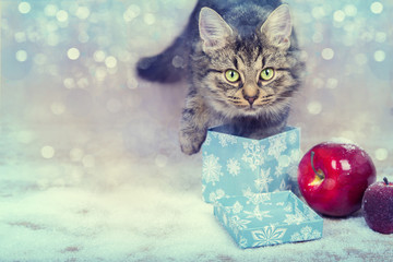 kitten playing in a gift box