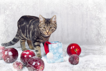 Kitten with Christmas decor
