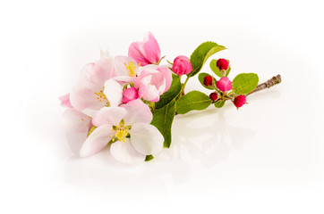 Apfelblüte © Thomas Söllner