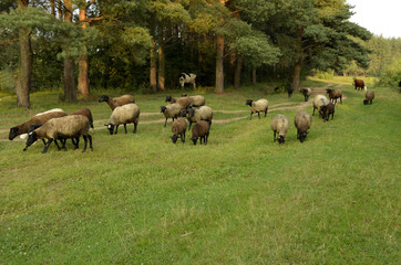 Obraz premium sheep in the pasture