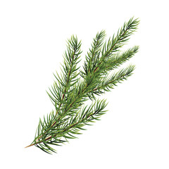 branch of pine tree. Spruce, pine, fir. Christmas tree.