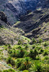 famous masca gorge - tenerife - spain