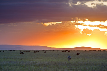 Sunset in Serengeti