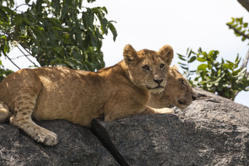 Lion cub