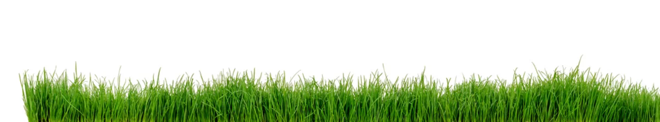 Fototapete Grün Gras Wiese Rasen