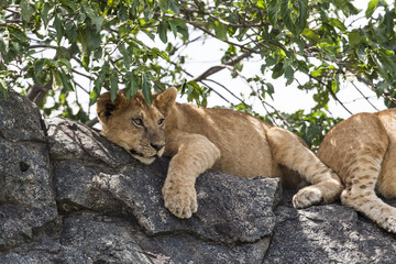 Obraz premium Lion cub