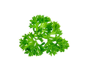 parsley isolated on a white background