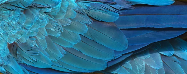 Foto op Canvas Kleurrijk van blauwe en gouden vogelveren, exotische natuurachtergrond en textuur, araveren, vleugelara © chamnan phanthong