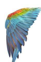 Fototapeta premium Colorful of blue and gold bird's feathers, exotic nature background and texture ,macaw feathers, wing macaw