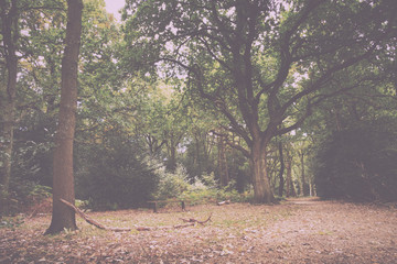 Woodland scene at the start of autumn Vintage Retro Filter.