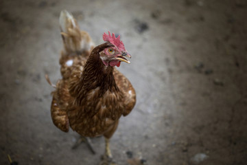 Cock walking on the road
