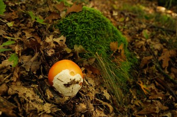 mushrooms in a forest in Tuscany in Autumn, Italy.