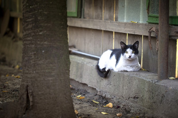 Naklejka na ściany i meble Cat sitting on a fence