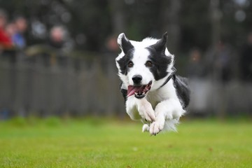 Border Collie rennt