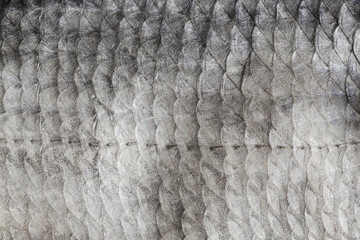 texture of fish scales