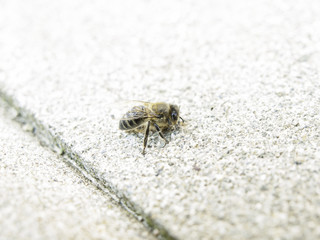 Bee on street