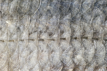 texture of fish scales
