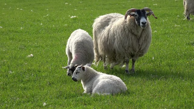 A Ewe and their two young lambs in a green field on a warm summers day.