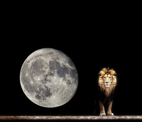 Fototapeta premium Portrait of a Beautiful lion, lion in the dark and moon