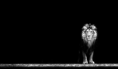 Naklejka na ściany i meble Portrait of a Beautiful lion, lion in the dark