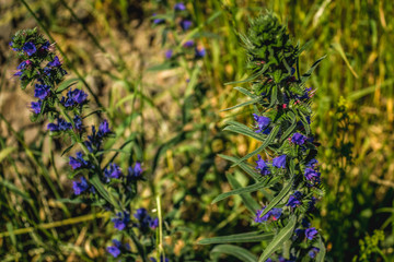 Obraz premium Young lavender