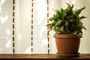 A few dried leaves in a vase