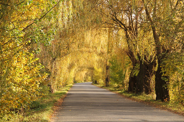 Fototapeta na wymiar old willows and some other trees with colorful leaves creating a tunnel above the road in autumn in the evening light, Poodri, Czech Republic