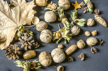 Autumn harvest of hazelnuts with dry peduncle,nuts,pine cones,acorns on black background
