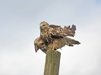  rough legged hawk. (buteo lagopus).
